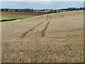 Tracks in the barley, north-east of Exton Road