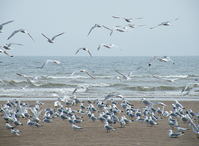 Birds On The Beach © Anne Burgess :: Geograph Britain And Ireland