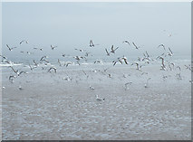 NO6949 : Terns on the Sand by Anne Burgess