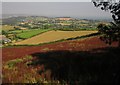 Farmland, Pitt Farm