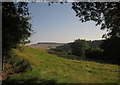 Pasture near Mamhead Grange