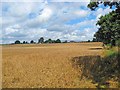 Field adjacent to Hurcott Wood, near Kidderminster