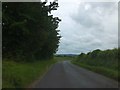 South of Badbury Cottages; a group of tall trees