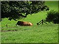 Pasture at Gwern-yr-ychain farm near Montgomery