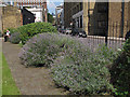 Guy Street Park - lavender