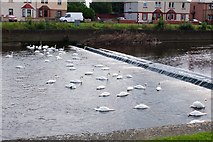 NT3473 : Four dozen swans on the Esk, Musselburgh by Jim Barton