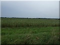 TL2748 : Crop field off Clopton Way by JThomas