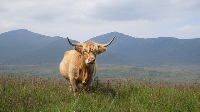 Highland cow, Achdabeg