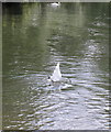 SU8786 : Swan feeding upended in the Thames below Marlow by David Hawgood