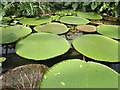 TQ1877 : Victoria Waterlilies, Kew by Colin Smith