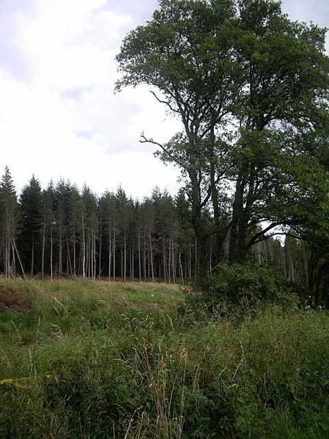 Southern edge of Bell Wood