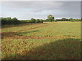TA2105 : Field of peas near Laceby by Jonathan Thacker