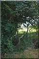 Footbridge Near Woowards