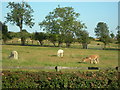 Alpacas grazing