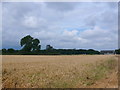 Wheatfield at Stretton House