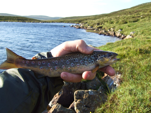 Loch of Lunklet brown trout