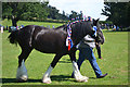 Heavy Horse at Fron-y-Fele