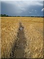 SE6863 : A  wet  footpath  through  the  Barley by Martin Dawes