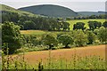 Forestry beyond the fields, Harwoodmill