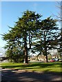 SU3814 : Trees in the grounds of the former Ordnance Survey HQ, Southampton by Alexander P Kapp