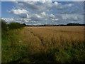 Wheatfield near Fullmoor Lodge