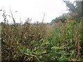 Diamond Way through crop of field beans (2)