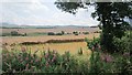 Oilseed rape, Fountainhead