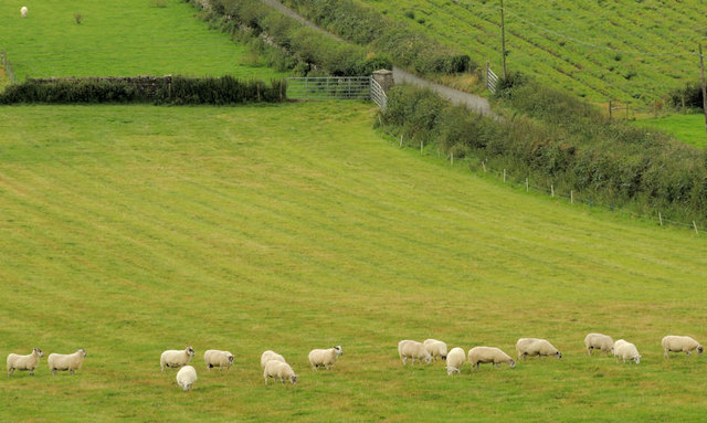 Sheep, Scrabo, Newtownards (2)