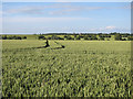 TL2261 : Wheat field by High Barn by Hugh Venables
