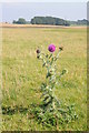 SO9640 : Thistle on Bredon Hill by Philip Halling