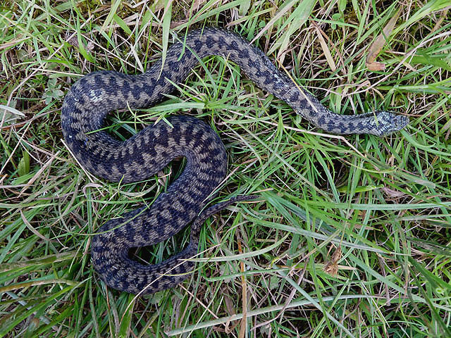 A dead adder on a Gala Paths Route © Walter Baxter cc-by-sa/2.0 ...