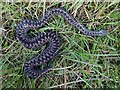 NT4937 : A dead adder on a Gala Paths Route by Walter Baxter