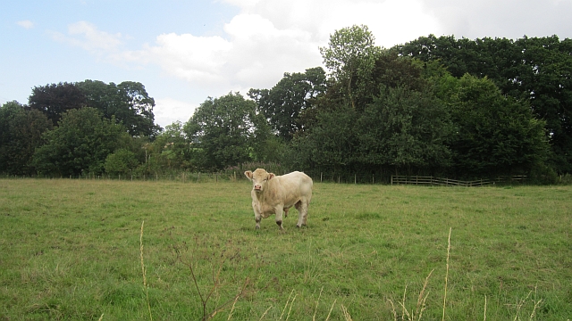 Charolais bull, Crailinghall