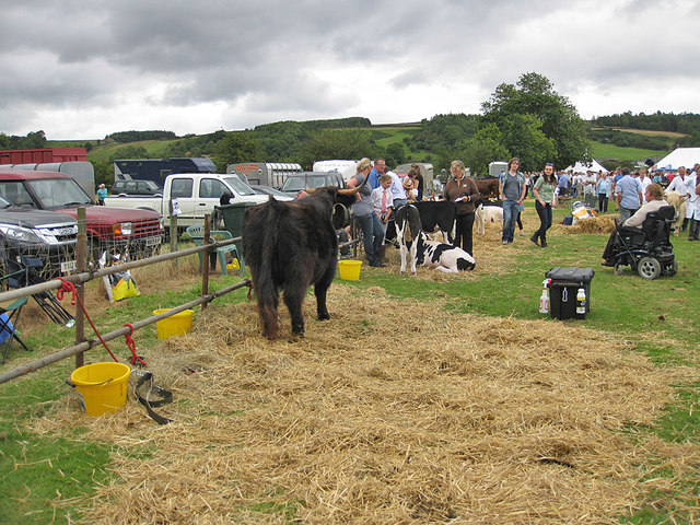 Cattle exhibits, Rosedale Show, 2012