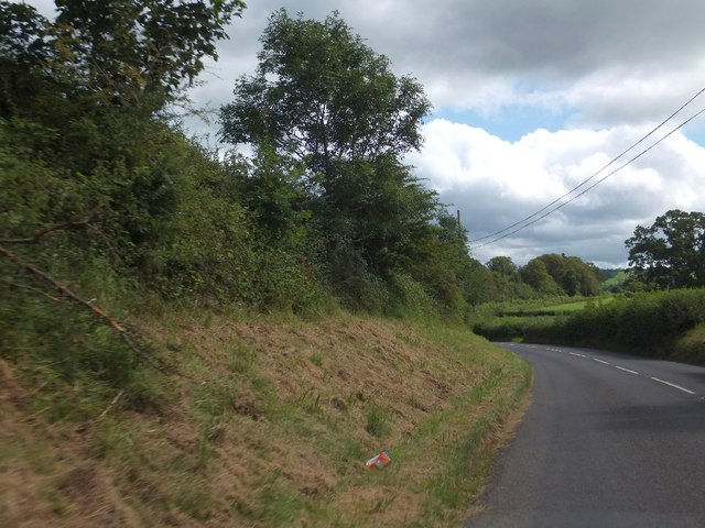 Roadside verge near Awliscombe House