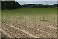 Asparagus growing near Sevenscore