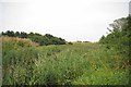 Roach Reedbed