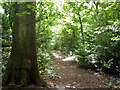 Path in Burgh Wood