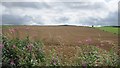 Barley, New Smailholm