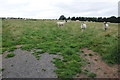 Sheep near Lamb Green