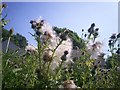 Thistles going to seed, Sandy Grove, Llanteg