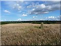 Acton Trussell trig and a cropped field