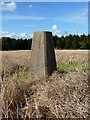 Acton Trussell trig