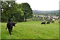 Cows grazing south of Hope