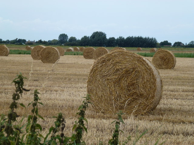 Big bales on Squire's Drove, Three Holes