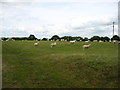 A field near Scallow Beck