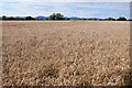 SO8131 : Wheat field near Eldersfield Marsh by Philip Halling