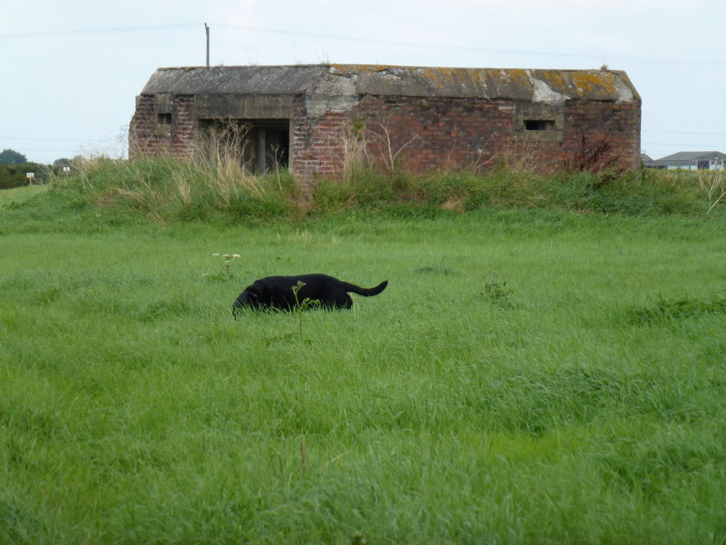 Mysterious black dog in Three Holes,... © Richard Humphrey cc-by-sa/2.0 ...