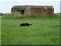 TF5000 : Mysterious black dog in Three Holes, Cambridgeshire by Richard Humphrey