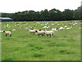 A gathering of sheep at Whiteburn